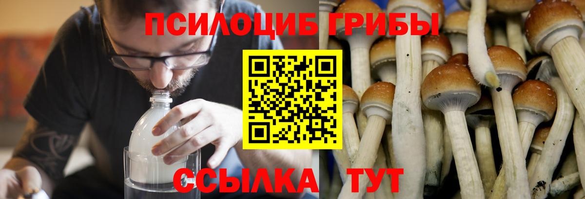 Галлюциногенные грибы Psilocybe Касимов